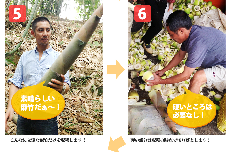 5.こんなに立派な麻竹だけを収穫します！6.硬い部分は収穫の時点で切り落とします！