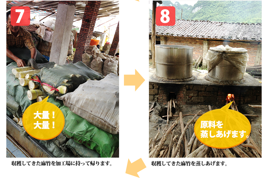 7.収穫してきた麻竹を加工場に持って帰ります。8.収穫してきた麻竹を蒸しあげます。